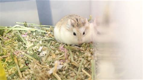 Roborovski Hamster Breeding Life 로보로브스키 햄스터 키우기 생활장면 Youtube