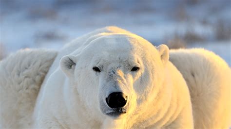 Free Photo Polar Bears Animal Bear Frozen Free Download Jooinn
