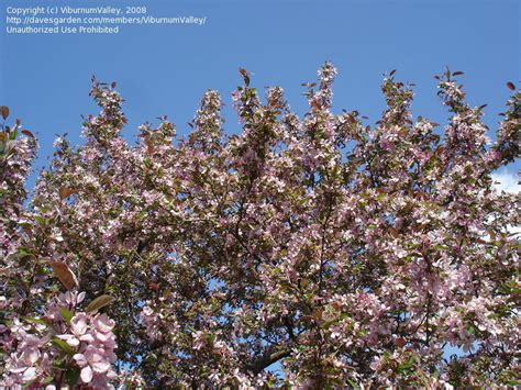 Plantfiles Pictures Flowering Crabapple Indian Magic Malus By