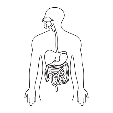 Human Gastrointestinal Tract Or Digestive System Line Art Icon For Apps