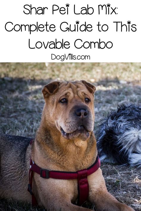 Shar Pei Lab Mix Complete Guide To This Lovable Combo Lab Mix