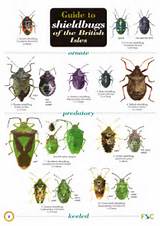 Images of Garden Pest Identification Chart