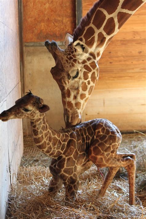 Giraffe Born Last Month Now On Exhibit At Battle Creeks Binder Park