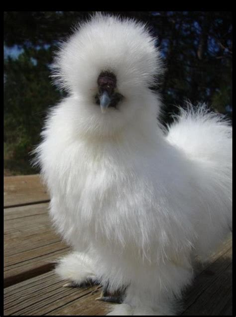 My Silkie Rooster Vanilla I Breed Silkies And Showgirls Naked Neck