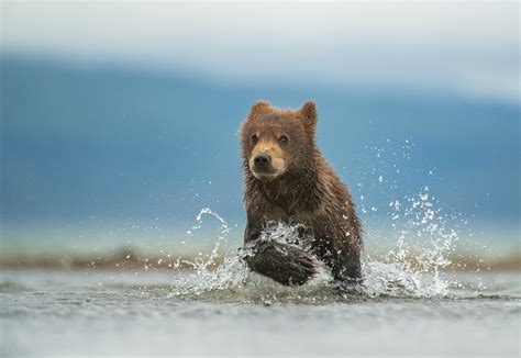 Kamchatka Brown Bears Russias Kamchatka Peninsula 2024 Trip 2