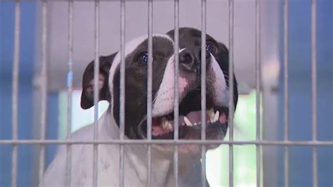 Orange County Animal Services Sees Spike In Animals Needing Forever Homes