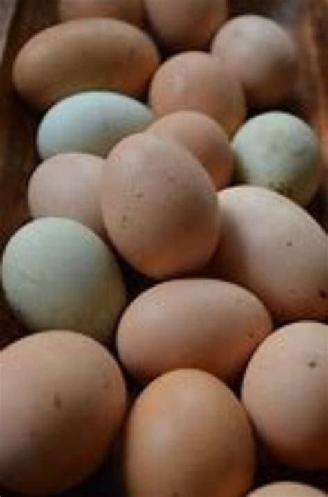 1 Dozen Farm Fresh Chicken Eggs Free Range Organic Fed Etsy