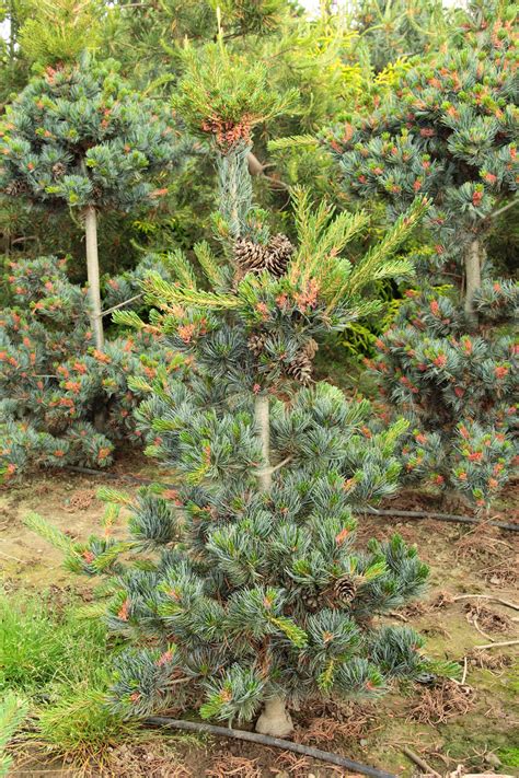 Pinus Parviflora Glauca Japanese White Pine Conifer Kingdom