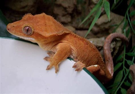 4 Different Types Of Geckos That Make Great Pets Pethelpful