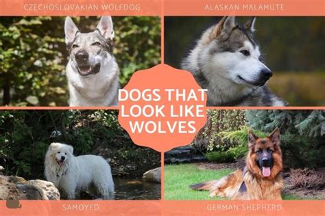 10 Dog Breeds That Look Like Wolves With Photos