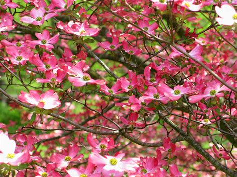 Inside Pink Dogwood Tree Flowers Flowers Free Nature Pictures By