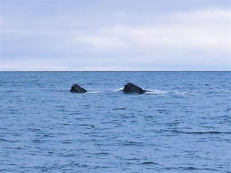 New Photos May Be First Visual Evidence Of North Pacific Right Whales