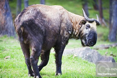 Takin National Animal Of Bhutan Stock Photo