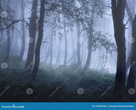 Mountain Foggy Woods From The North Of Portugal Stock Photo Image Of