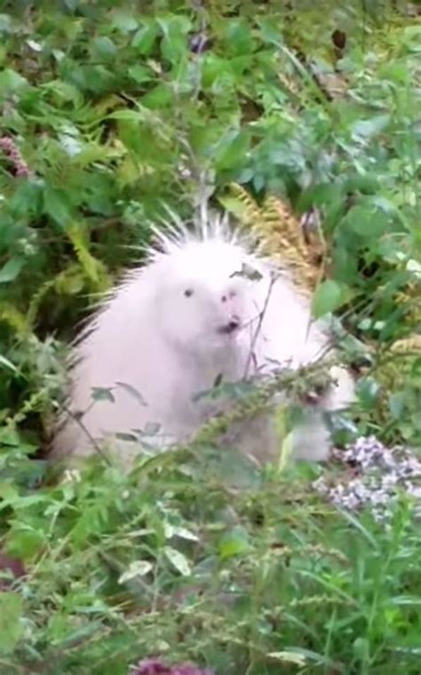 A Super Rare Albino Porcupine More Info On This Glorious Animal At The