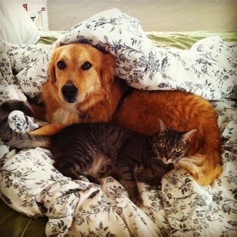 21 Lindas Fotos Que Mostram A Amizade Verdadeira Entre Cães E Gatos