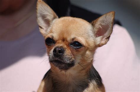 49 Chihuahua Puppy Dogs Photo Bleumoonproductions