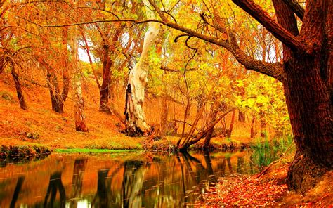 Autumn Fall Season Nature Landscape Leaf Leaves