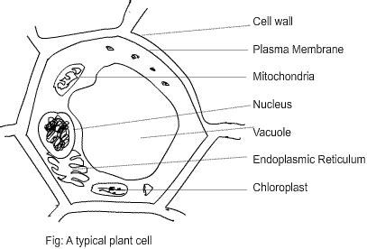 Sep 04, 2018 · to learn more about plant kingdom class 11, its characteristics and classification, explore byju's biology. class eight science cell ncert exercise solution