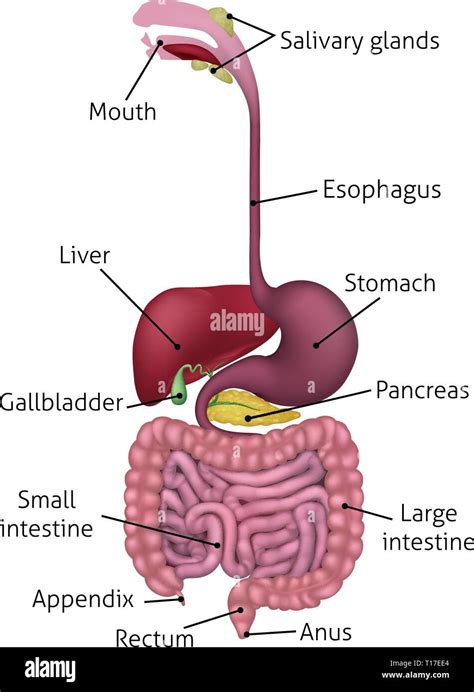 Labelled Diagram Of Human Digestive System - 31 Digestive System Diagrams To Label - Labels Database 2020