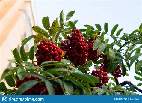 Rowan Branches With Ripe Fruits Close Up Red Rowan Berries Stock Image