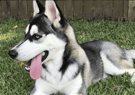 Top 20 Cutest Husky Mix Breeds All About Dogs