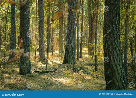 Trunks Of Pine Trees In A Dense Thicket Of A Sun Drenched Autumn Forest