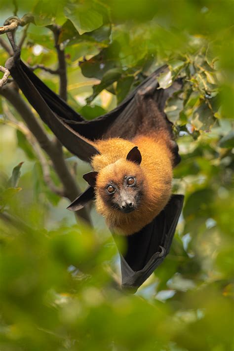 Roosting Indian Flying Fox Francis J Taylor Photography