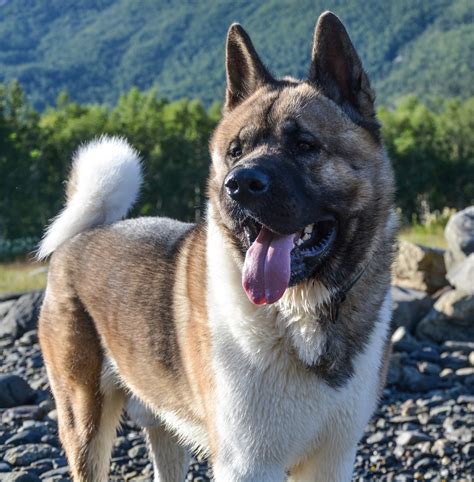 The History And Characteristics Of The Akita Dog Breed Pethelpful