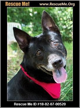 543 likes · 630 were here. Iowa Dog Rescue ― ADOPTIONS ― RescueMe.Org