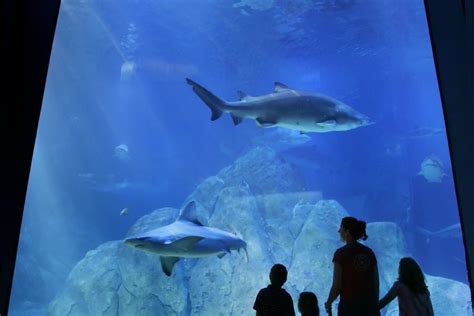 Yoga Day At Adventure Aquarium Phillyvoice