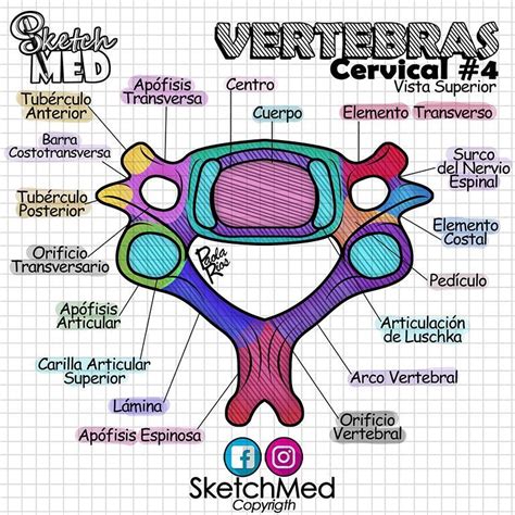 Sketch Med On Instagram “modelo De Vértebra Cervical Típica Y Sus
