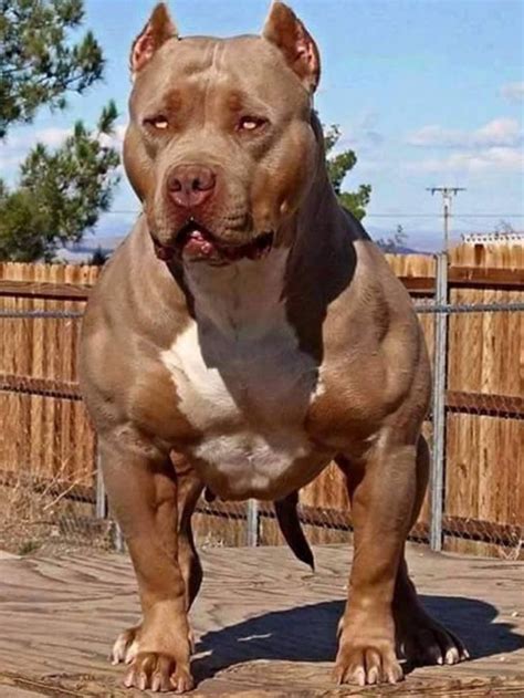 Muscular Pit Bull Dog