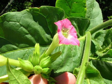Nicotiana Tabacum Cultivated Tobacco Go Botany