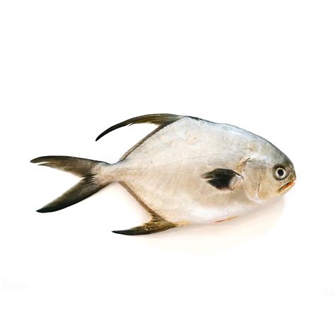 Fresh Pompano Whole – Dough & Grocer