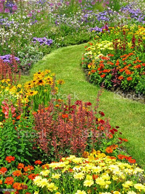Flower Garden In Summer Stock Photo Download Image Now Yard