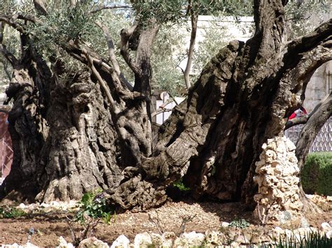 An Olive Tree In The Garden Of Gethsemane The Word Gethsemane Comes