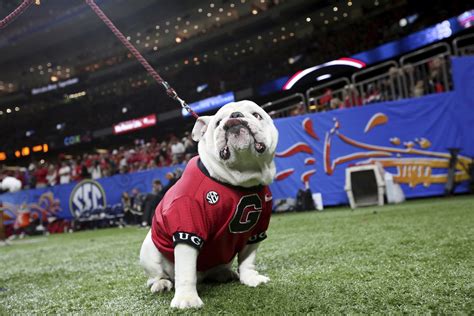 Uga Is No 1 Sports Illustrated Names University Of Georgia Mascot The