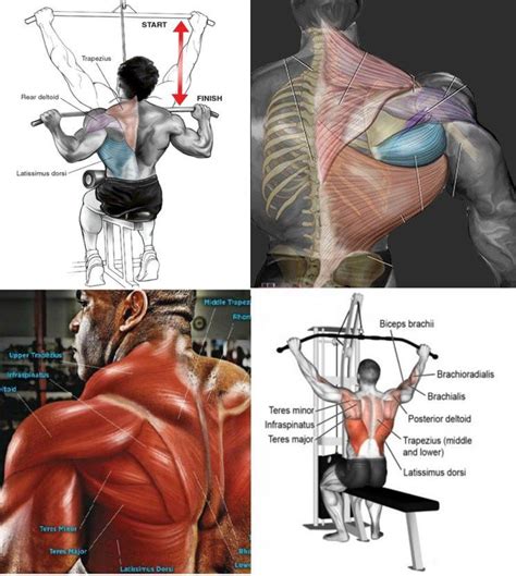 Overview product description the muscles of the shoulder and back chart shows how the many layers of muscle in the shoulder and back are with a diagram isolating each key muscle group, and descriptions of how to do each stretch correctly, this chart will help maximize the benefits of any. Pin by mark Hugueley on Fitness Inspiration | Shoulder workout, Muscle, Bodybuilding