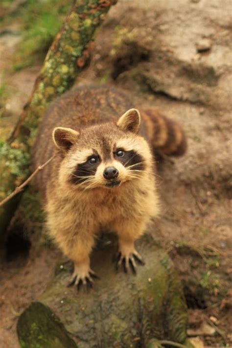 Diary Of A Dreamer Raccoon Animals Cute Raccoon
