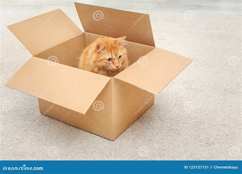 Adorable Red Cat In Cardboard Box Stock Image Image Of Lovely