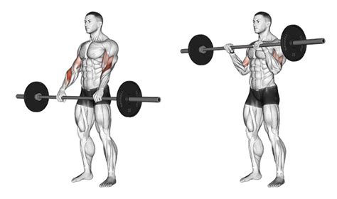 Reverse Barbell Curl Most Effective Exercises For Forearm Mass And