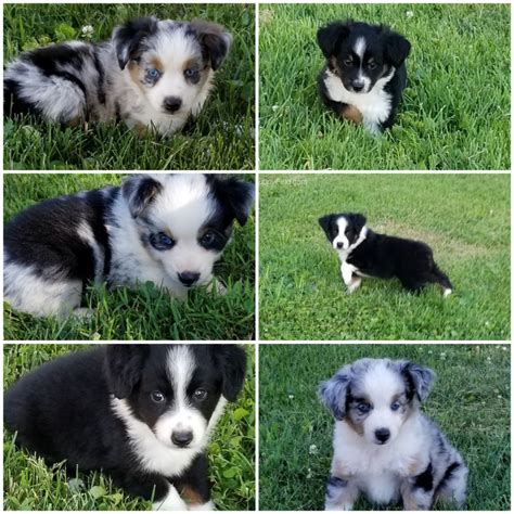 Puppies For Sale Miniature Australian Shepherd