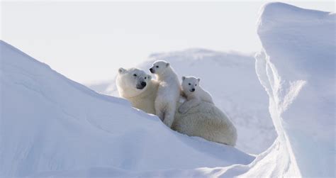 Best Time To See Canadian Arctic Polar Bears Arctic Kingdom