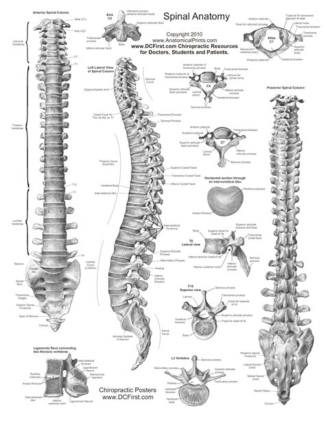 Back Bones Anatomy Human Skeleton Back Full Page Bw The Bones Of