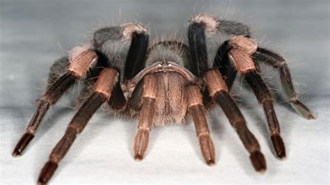 Find the perfect a picture of a trapezoid stock photos and editorial news pictures from getty images. There's a Tarantula Version of the Westminster Dog Show ...