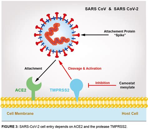 Ace2 And Functional Receptor For Sars Coronaviruses Caltag Medsystems