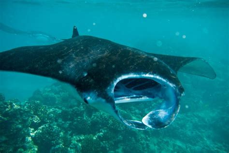 Manta Rays Are The Deepest Dark Secret In The Sea Animal Encyclopedia