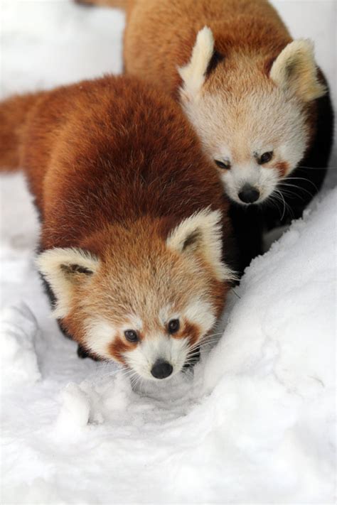 Red Pandas In The Snow Red Pandas Photo 40246967 Fanpop
