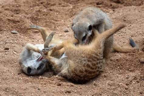 Meerkats Fighting Stock Photos Pictures And Royalty Free Images Istock